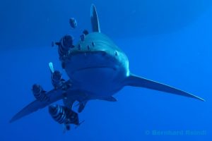 Spezialkurs Shark Ecology @ Tauchturm Seiersberg